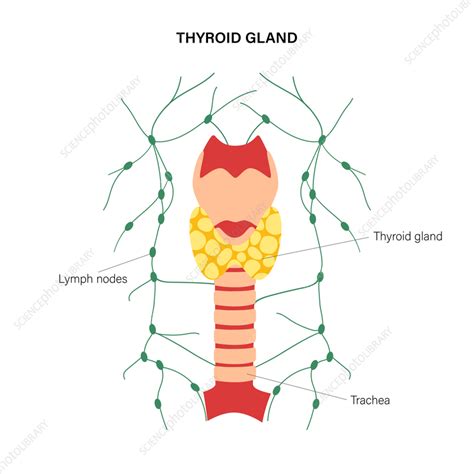 Thyroid Gland Illustration Stock Image F0363933 Science Photo