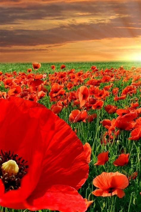Red Flowers iPhone 4 Wallpaper and iPhone 4S Wallpaper | Beautiful
