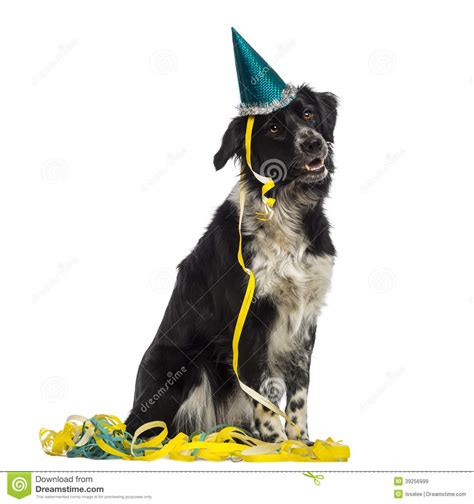 Border Collie Wearing A Party Hat And Sitting In Serpentines Stock