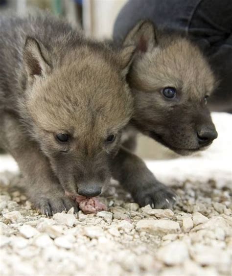 Pin By Michele Berg On Wolves Wolf Life Wolf Love Wolf Pup