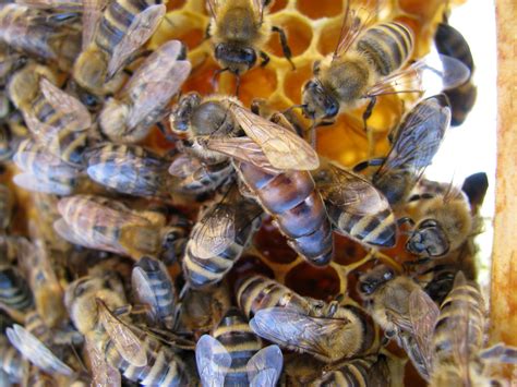 Morphological Characteristics Carniolan Queen Bee Apis Mellifera Carnica