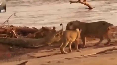 Most Craziest Animal Fights Caught On Camera Most Amazing Wild Animal