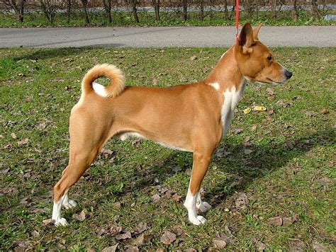 Basenji Vigilant Hunting Dog Breeds Best Puppys