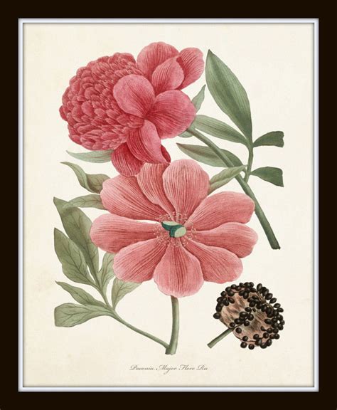 Pink Peony Botanical Print Set Bellebotanica