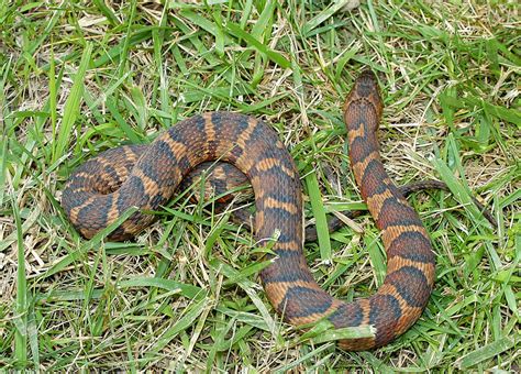 Northern Watersnake