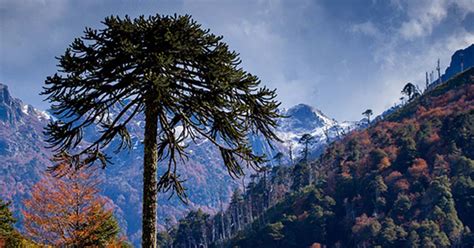 Critically Endangered South American Forests Were Planted By Ancient