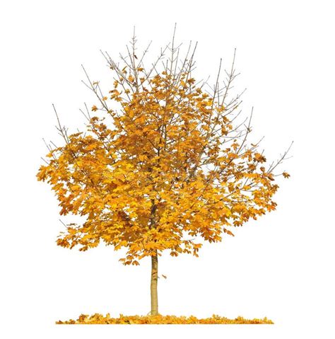 Autumn Maple Tree Isolated On White Background Stock Photo Image Of
