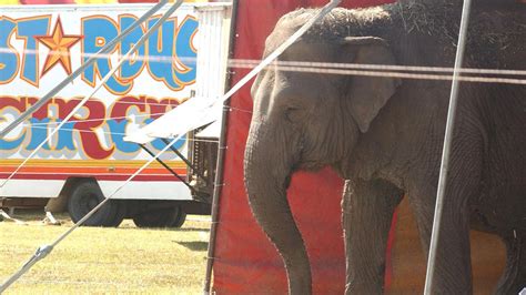Stardust Circus Owners Regret Sending Killer Elephant To Zoo