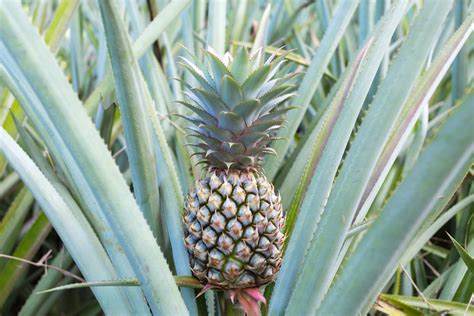 How To Grow A Pineapple Top A Step By Step Guide Better Homes And