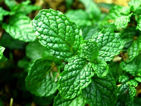 Fresh Mint Leaves Free Stock Photo - Public Domain Pictures