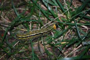 Black And Yellow Striped Caterpillar Datana Bugguidenet