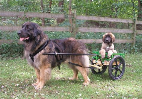 Why buy a catahoula leopard dog puppy for sale if you can adopt and save a life? Leonberger price range. How much do Leonberger puppies for ...