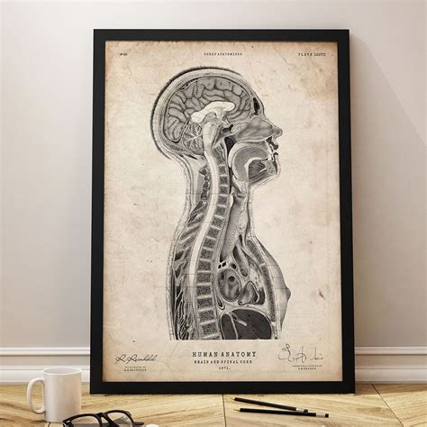Brain And Spinal Cord Anatomy Print Neuroscience Art Anatomy Art
