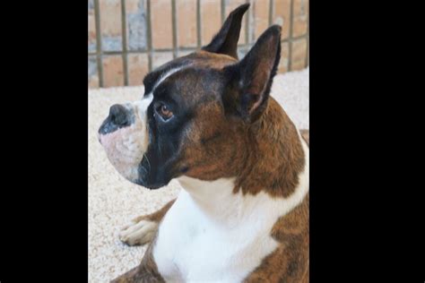 Sara's BOXER PUPPIES - Boxer Puppies for Sale in Apple Valley, CA | AKC