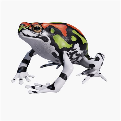 Malagasy Rainbow Frog Animated 3d Turbosquid 1767343