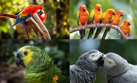 Interesting Facts About Parrots Just Fun Facts Parrot Parrot Facts
