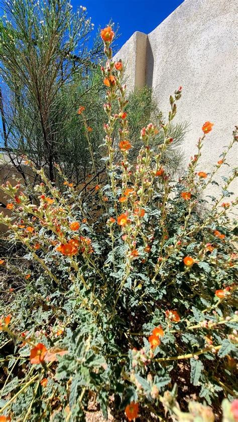 Arizona Desert Wild Orange Blooming Flowers Poppy Blossoms Plant