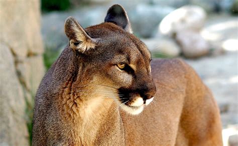 Le Puma Ou Lion Des Montagnes Carnivore Dam Rique