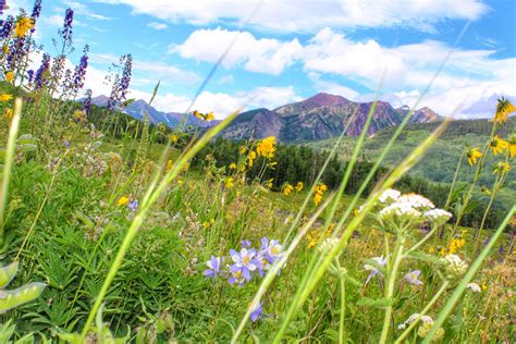 Wildflower Season In Crested Butte Rcolorado