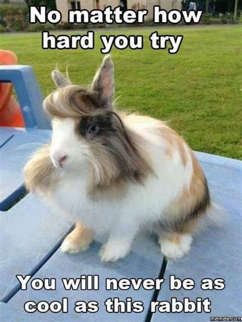 35 Most Funniest Rabbit Memes Graphics Pictures And S Picsmine