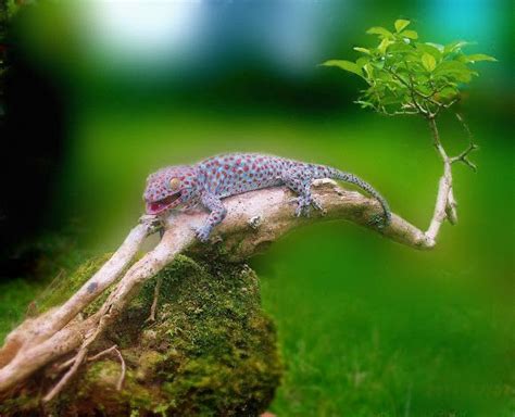 Tokay Gecko Habitats Gecko Animals