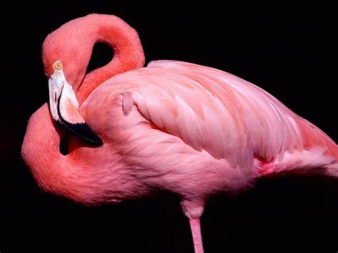 Pink Flamingo Close Up Portrait Wallpaper 1152×864 Birds Wallpapers