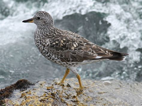 Surfbirds Living Up To Their Name In The Surf San Diego Birding