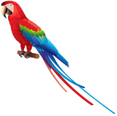 Parrot Bird Clipart