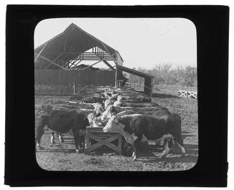 Hereford Cattle Feeding Pens Manhattan Kansas Kansas Memory