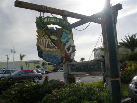 Millikens Reef Picture Of Millikens Reef Cape Canaveral Tripadvisor
