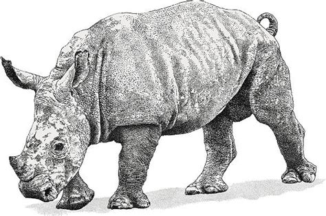 Download White Rhino Illustrations, Royalty-Free Vector Graphics ...