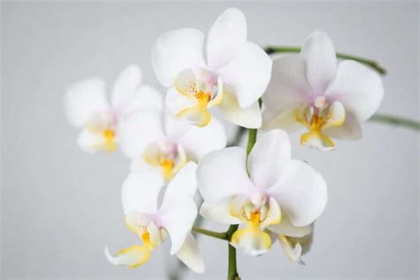 Phalaenopsis Orchid Care For Beginners Easy Guide Smart Garden Guide