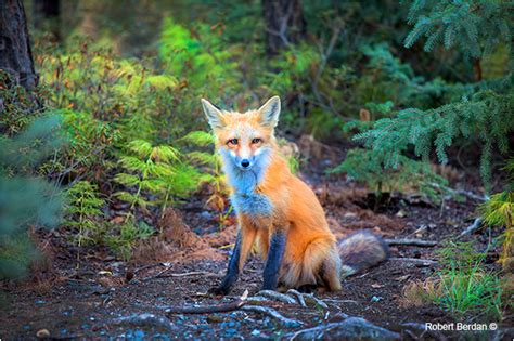 Photographing Foxes The Canadian Nature Photographer