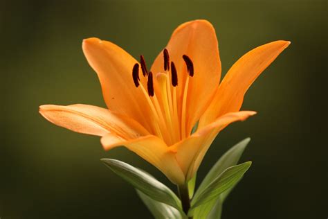 Orange Lily Flower In Bloom · Free Stock Photo
