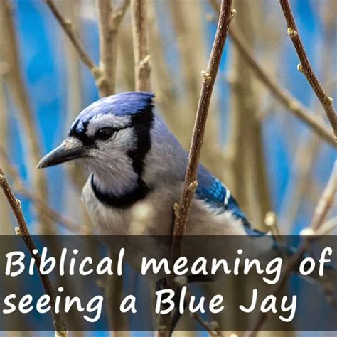 Blue Jay Symbolism Spiritual And Biblical Meaning Good Luck Or An Omen