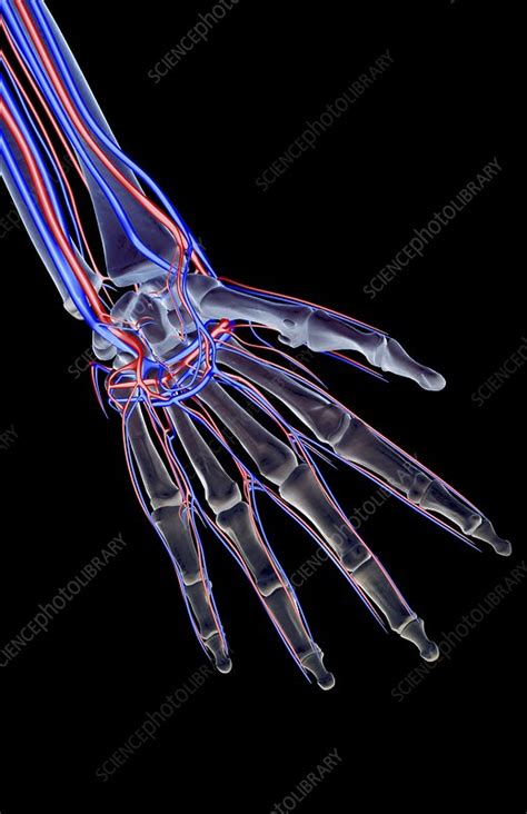 The Blood Supply Of The Hand Stock Image F0018053 Science Photo