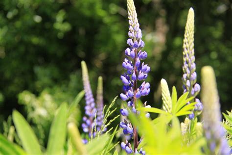 Lupins On A Greenway Surreybc Surrey British Columbia Plants Plant