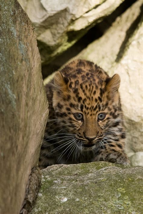 Img5695 Baby Amur Leopard At Marwell Zoo Paul Dawson Plincke Flickr