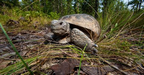 Gopher Tortoise Facts And Conservation The Nature Conservancy