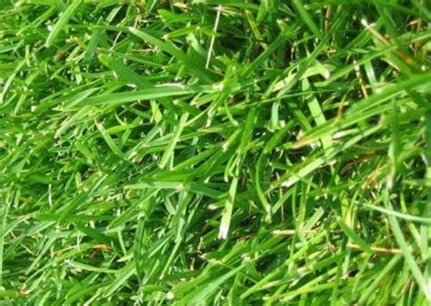 Best Grass Seed For Michigan Which Is The Most Suitable Turfandtill