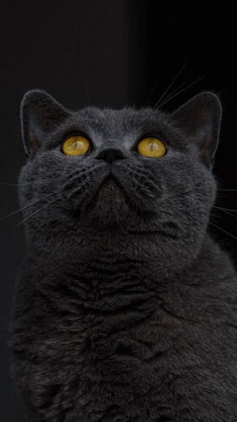 Black Cat Wallpaper Beautiful Cats British Shorthair British