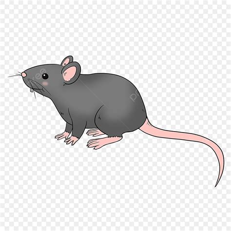 Cute Rat Clipart Transparent Background Cute Gray Rat Clipart Clipart