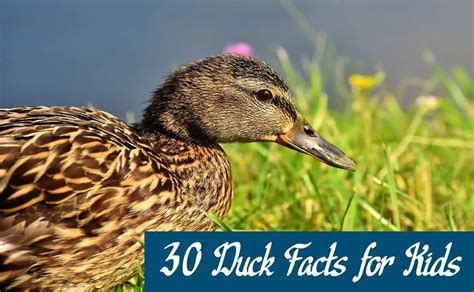 30 Amazing Duck Facts For Kids