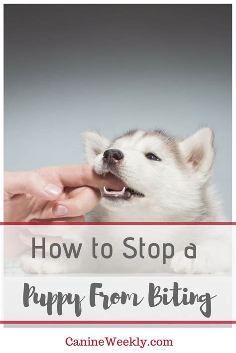 How To Stop A Puppy From Biting 8 Helpful Strategies Canine Weekly