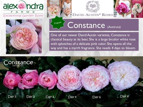 Alexandra Farms Garden Roses Wedding Guide 2015