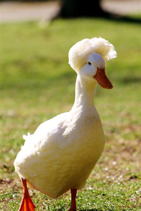 Best Ducks To Have As Pets Pets Retro