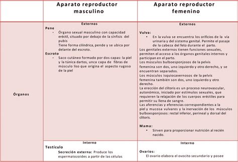 Cuadros Comparativos Aparato Reproductor Masculino Y Femenino 【descargar】