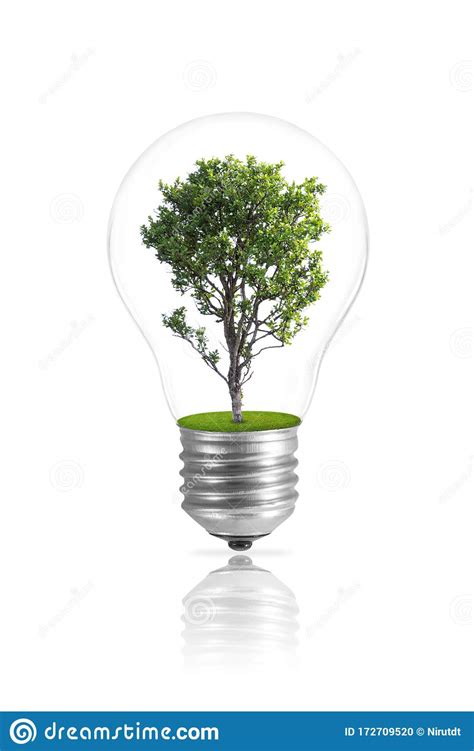 Bulb Light With Tree Isolated Stock Photo Image Of Environment