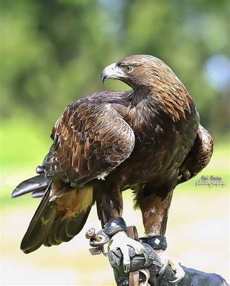 Golden Eagle Pet Birds Birds Of Prey Beautiful Birds