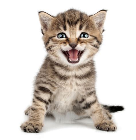 How To Make Your Cat Smile Cats And Meows